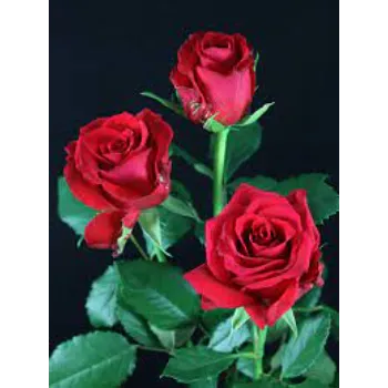 Valentine Red Rose 